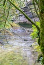 Branch of tree over river Royalty Free Stock Photo