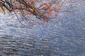 A branch of a tree with red leaves bent very close to the water Royalty Free Stock Photo