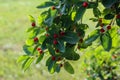 Branch of a tree with red small berries