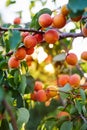 Branch of tree with ripe apricots Royalty Free Stock Photo