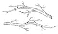 Branch tree set. Vector illustration of dry leaf less twig. Hand drawn graphic clip art of bare on isolated background Royalty Free Stock Photo