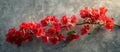 Branch With Red Bougainvillea Flowers Royalty Free Stock Photo