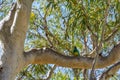 the branch of a tree sits a green parrot