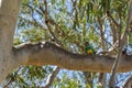 the branch of a tree sits a green parrot