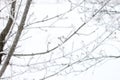 Branch of a tree in the snow