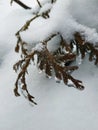 Branch of tree in snow Royalty Free Stock Photo