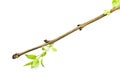 Branch tree with spring bud Royalty Free Stock Photo