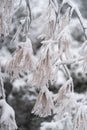 Branch tree with sprouts bent down under load snow that stuck to plant after long winter hurricane