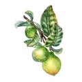 Branch of tree with three guava fruits watercolor illustration isolated on white background. Tropical plant guajava with