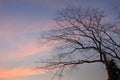 Branch tree on twilight background