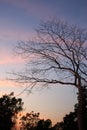 Branch tree on twilight background