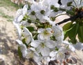 Branch of the tree with white flowers Royalty Free Stock Photo