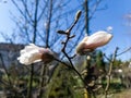 A branch of a tree with white flowers on it Royalty Free Stock Photo