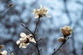 A branch of a tree with white flowers on it Royalty Free Stock Photo