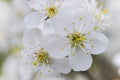 Branch of a tree with white flowers Royalty Free Stock Photo