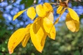 Branch of a tree with yellow leaves. Autumn in the park Royalty Free Stock Photo
