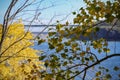 Tree branch with leaves on the background of the Dnieper river Royalty Free Stock Photo