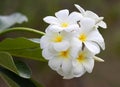 Branch of tropical flowers frangipani