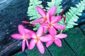 Branch of tropical pink flowers frangipani (plumeria) decoration Royalty Free Stock Photo