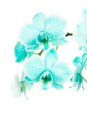 Branch with turquoise blooming orchid flowers