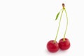 Branch with two cherries. isolated on white background Royalty Free Stock Photo