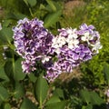 Branch of two colored mixed lilac bush with violet and white flowers