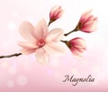 Branch with two pink magnolia flowers. Royalty Free Stock Photo