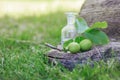 branch with two unripe green walnuts with leaves for preparation of medicines and tinctures. clear bottle with elixir cork. bottle