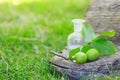 branch with two unripe green walnuts with leaves for preparation of medicines and tinctures. clear bottle with elixir cork. bottle