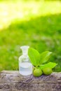 branch with two unripe green walnuts with leaves for preparation of medicines and tinctures. clear bottle with elixir cork. bottle