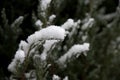 Branch under snow in the autimn Royalty Free Stock Photo