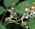 Branch with unripe blackberries and blackberry leaves as a background 2