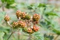 Branch with unripe blackberry in the summer garden, close-up