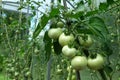 Branch Unripe green tomatoes in greenhouse, close-up. Green vegetables. Diseases of nightshade plants Royalty Free Stock Photo