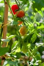 Branch with unripe and ripe cherry tomatoes growing in an organic greenhouse garden Royalty Free Stock Photo