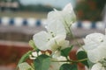 Branch of Vanilla Ice Bougainvillea Plants with classic white flowers surround by white bracts and white and green variegated