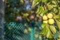 The branch of variety yellow plum, has a strong flavor and a pleasant taste, summer, Ukraine