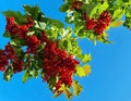 Branch of viburnum berries against the background of the autumn sky. viburnum berrie is a shrub with red berries. Contain vitamins