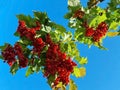 Branch of viburnum berries against the background of the autumn sky. viburnum berrie is a shrub with red berries. Contain vitamins