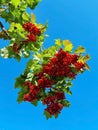 Branch of viburnum berries against the background of the autumn sky. viburnum berrie is a shrub with red berries. Contain vitamins