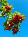 Branch of viburnum berries against the background of the autumn sky. viburnum berrie is a shrub with red berries. Contain vitamins