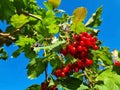 Branch of viburnum berries against the background of the autumn sky. viburnum berrie is a shrub with red berries. Contain vitamins