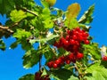 Branch of viburnum berries against the background of the autumn sky. viburnum berrie is a shrub with red berries. Contain vitamins