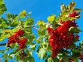 Branch of viburnum berries against the background of the autumn sky. viburnum berrie is a shrub with red berries. Contain vitamins