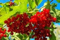 Branch of viburnum berries against the background of the autumn sky. viburnum berrie is a shrub with red berries. Contain vitamins