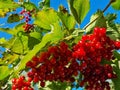 Branch of viburnum berries against the background of the autumn sky. viburnum berrie is a shrub with red berries. Contain vitamins