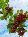 Branch of viburnum berries against the background of the autumn sky. viburnum berrie is a shrub with red berries. Contain vitamins