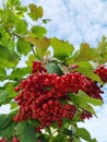 Branch of viburnum berries against the background of the autumn sky. viburnum berrie is a shrub with red berries. Contain vitamins