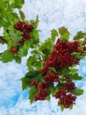 Branch of viburnum berries against the background of the autumn sky. viburnum berrie is a shrub with red berries. Contain vitamins