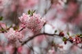 Branch of Viburnum bodnantense Dawn flowering tree in the spring garden